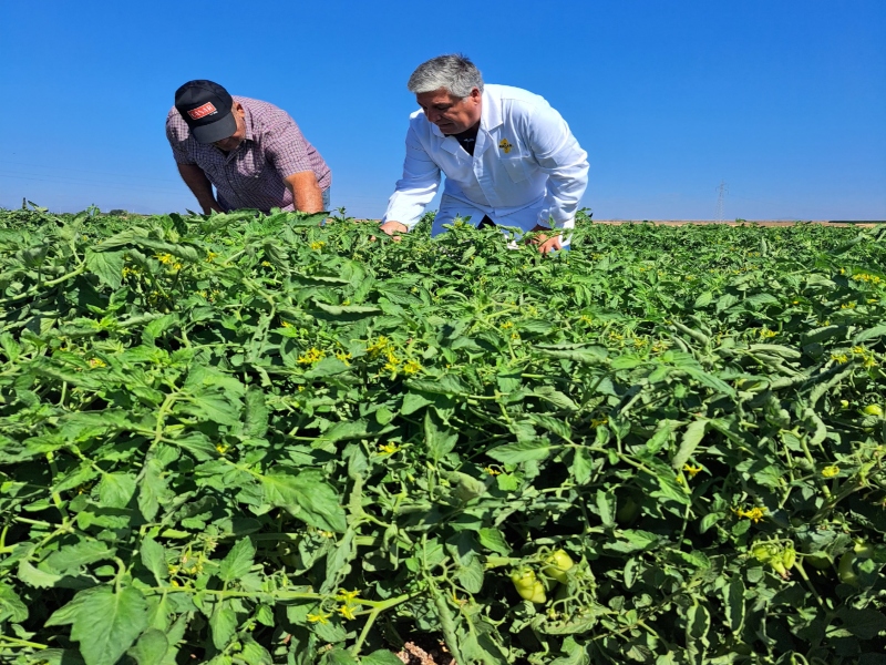 la raccolta dei pomodori nei terreni Casar
