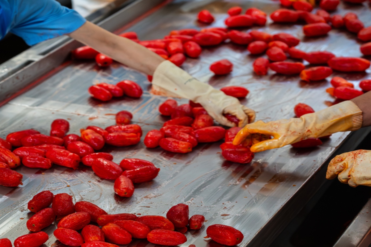 Filiera corta e genuinità: Casar esporta la tradizione del pomodoro sardo