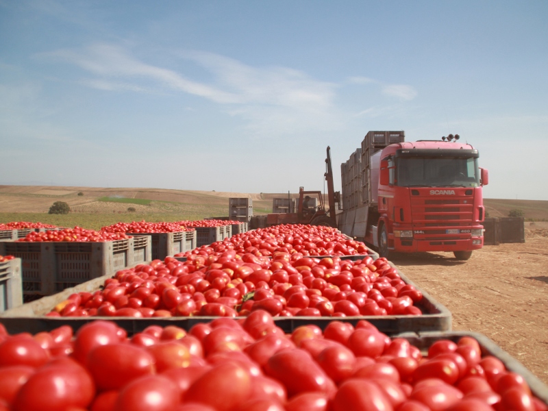 la raccolta dei pomodori nei terreni Casar